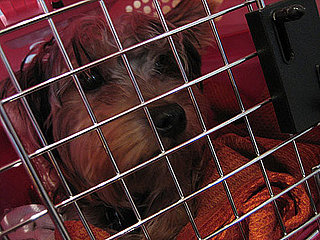 What Is a Helicopter Parent For Pets