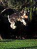 Picture of Dog Jumping High