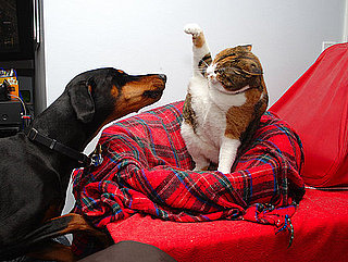 How to Deal With Your Pets Fighting