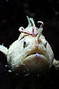 Pictures of Weird Sea Creatures
