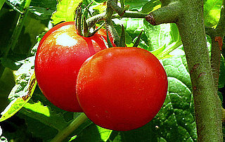 What Are Early Girl Tomatoes?