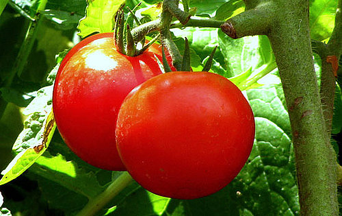 What Are Early Girl Tomatoes?