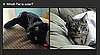 Pictures of Cute Pets 2010-10-19 14:45:57