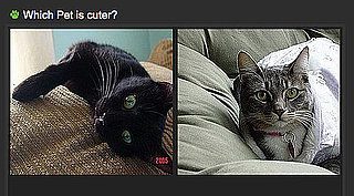 Pictures of Cute Pets 2010-10-19 14:45:57