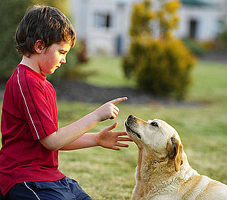 Why Shouldn't You Say No to a Dog?
