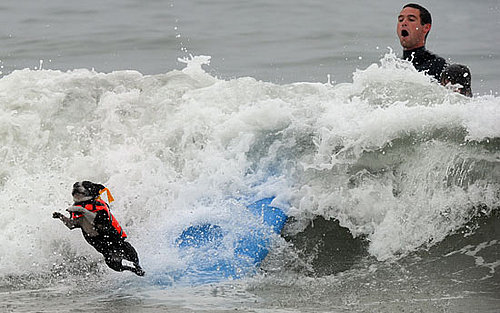 Pictures of Dogs Surfing