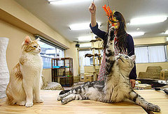 Advice For Playing With a Cat Advice For Playing With a Cat
