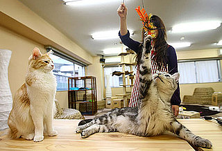 Advice For Playing With a Cat