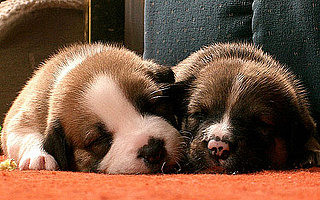 How Many Names Should I Give My Pet?
