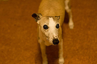 Whippet Trivia