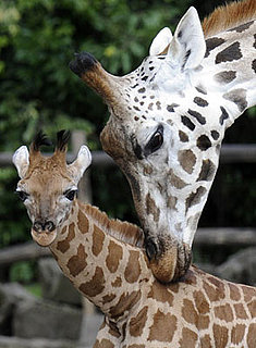 Pictures of the Baby Giraffe Born at Los Angeles Zoo