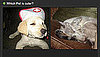 Pictures of Cute Pets 2010-10-05 04:00:08
