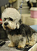 Dandie Dinmont Terrier Trivia