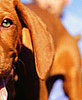 Steps to Cleaning Dogs' Ears
