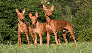 Pharaoh Hound Trivia