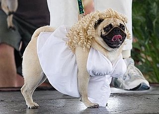 Name a Dog After a Celebrity