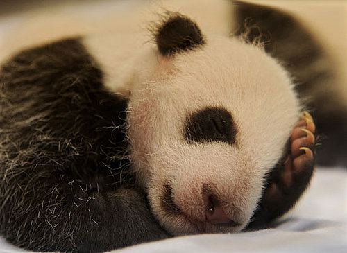 Pictures of Giant Panda Babies