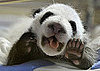 More Baby Panda Pics!