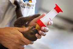 Pictures of Baby Sloths and Bottle Feeding Pictures of Baby Sloths and Bottle Feeding