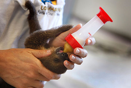 Pictures of Baby Sloths and Bottle Feeding