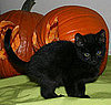 Flameless Lights For Pumpkins