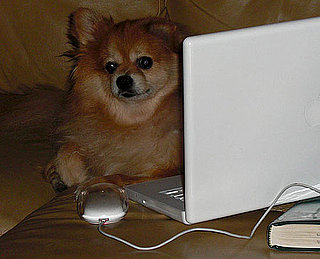 Twitter Shorthand Dictionary For Dogs