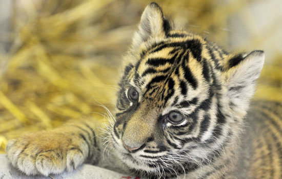 A Sumatran Tiger Named Daseep A Sumatran Tiger Named Daseep