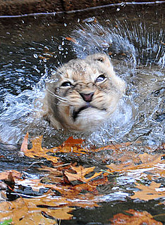 Are Lions Good Swimmers?