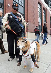Pictures of San Francisco Giants Dog Pictures of San Francisco Giants Dog