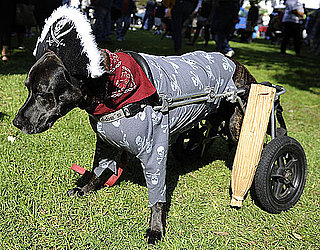 Pictures of Halloween Dog Costume Parade in Long Beach, California