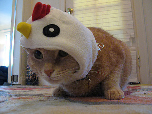 Minoudles the Chicken