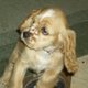 missmydog
