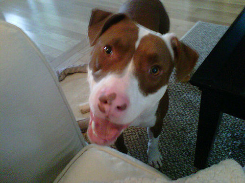 My smiling pittie, Lucy 