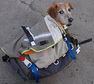 Can I Bring My Dog to Walgreens