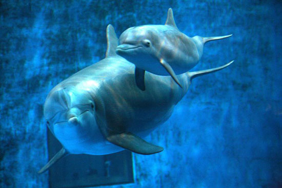 Pictures of Baby Dolphin Named on Facebook