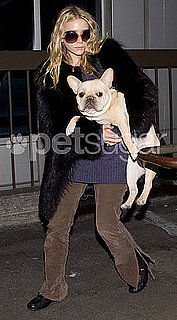 How Big Is Ashley Olsen's French Bulldog and Is This Dog Too Big to Fly on a Plane?