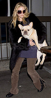 Pictures of Ashley Olsen and Her French Bulldog