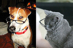 Study Shows Dogs Are Smarter Than Cats at Oxford University and Dogs Have Bigger Brains