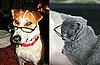 Study Shows Dogs Are Smarter Than Cats at Oxford University and Dogs Have Bigger Brains