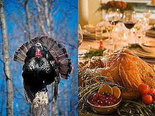 Do Animal Lovers Eat Turkey?