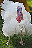 Apple and Cider Are the Presidentially Pardoned Turkeys of 2010