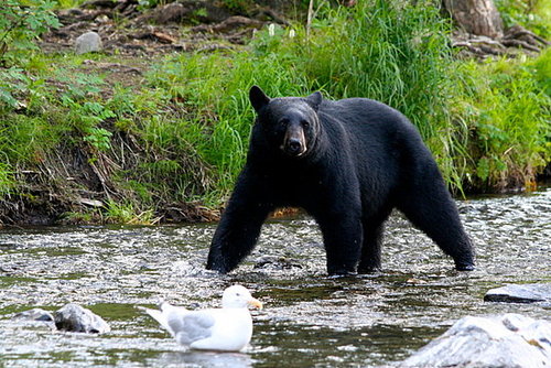 Would You Eat Bear Meat?