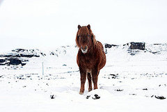 What Is an Icelandic Horse? What Is an Icelandic Horse?