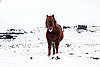 Icelandic Horses!