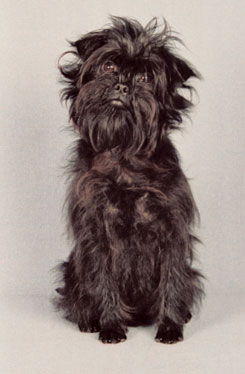 Affenpinscher Breed Facts