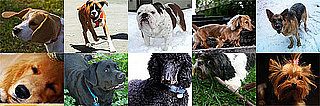 Most Popular Dog Breed in America