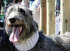 Scottish Deerhound Breed Facts