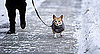 Does My Dog Need a Sweater?