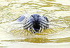 Gray Seal Facts