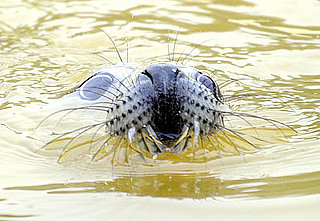 Gray Seal Facts